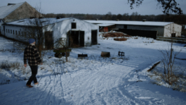Mone Küsel